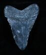 Bargain / Inch Megalodon Tooth #3801-1